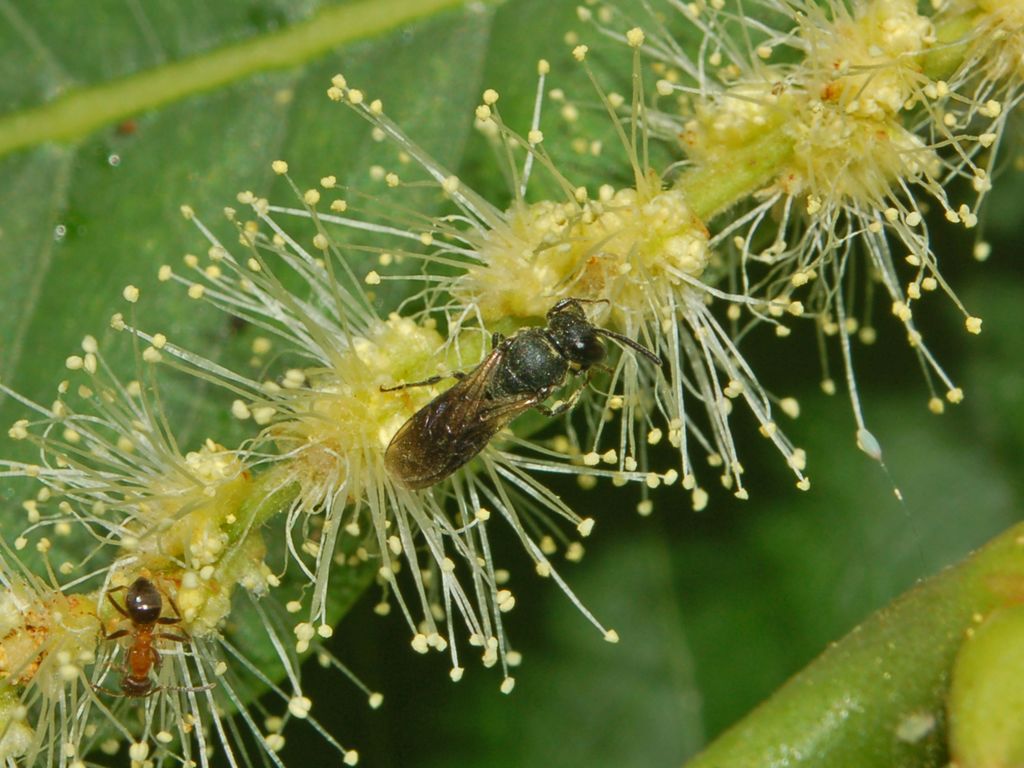 Delle piccole vespe nere: probabile Hylaeus sp. (Apidae Colletinae)